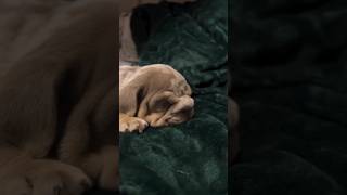 Puppy thoughts 🥹🐶 puppy whelping bulldog dog dogbreed bulldogfamily pet [upl. by Nevsa]