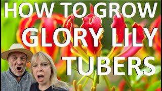 How to Plant and Grow Glory Lily tubers  Gloriosa superba rothschildiana [upl. by Stander604]