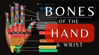 Bones of the Hand and Wrist  Skeletal Anatomy and Physiology  anatomytutorial [upl. by Sylvia]