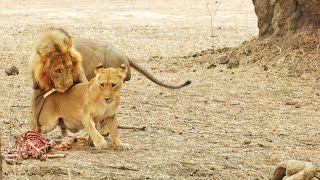 Lioness Flirts With Male Just to Steal His Food [upl. by Phelips]