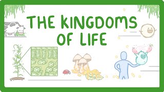 Kingdoms of Life  Animals Plants Fungi Protoctists Bacteria and Viruses 1 [upl. by Lirret]