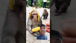 Funny Monkey Wear Banana hat 😅  Monkey eating banana 🍌 🐒 dzistic [upl. by Ariet]