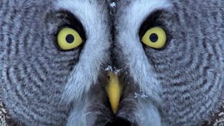 Mesmerising Owl Moments  BBC Earth [upl. by Arrol]