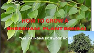 Grow sheesham  taali plant as bonsai  how to grow dalbergia sissoo indian rosewood bonsai hindi [upl. by Nnodnarb]