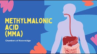 Methylmalonic Acid MMA Blood Test [upl. by Nnyllaf253]