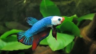 Guía básica para montar el acuario ideal para peces betta [upl. by Sergio]