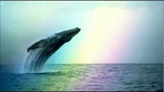 Whales amp Dolphins  Natural Sounds [upl. by Alburga45]