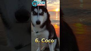 Top 10 most famous female dog 🐕 namesshortsvideoshortsytshorts [upl. by Jochebed]