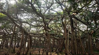 हजारो साल पुराना बरगद Biggest Banyan Tree Kolkata [upl. by Faustine174]