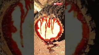 The Dragons Blood Tree [upl. by Si]