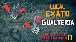 GUALTERIA LOCAL EXATO RDR2  Wintergreen Berry Location RDR2 [upl. by Sasnak]