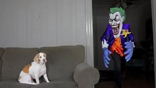 Dog Pranked by Joker Funny Dog Maymo [upl. by Mintun]