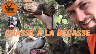 Chasse A La Bécasse  Setter Anglais  Plusieurs Action [upl. by Hallett]