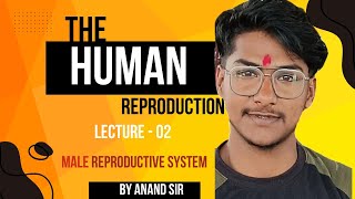 Human reproduction male reproductive system [upl. by Nylodnew]