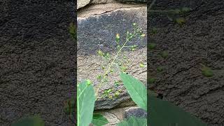 Figwort has cuplike flowers filled with nectar that pollinators and Hummingbirds find irresistible [upl. by Jorie345]