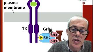 44 Mechanism of receptor tyrosine kinase RTK action [upl. by Aihtak]