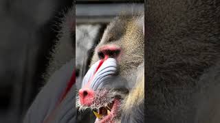 Mandrill The Biggest Monkey In The World mandrill mandrills shorts [upl. by Amandi]