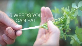 6 Weeds You Can Eat [upl. by Ynohtnaed]