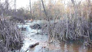 Clearing Beaver Dam to Save Swamped Trees [upl. by Nadya87]