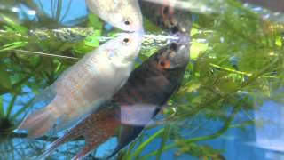 Paradise fish Macropodus opercularis spawning [upl. by Eneloc359]