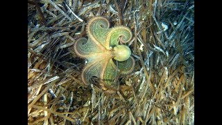 Plongée sous marine à lîle des Embiez murène girelles paon poulpes [upl. by Erdne89]