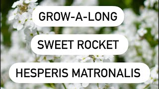 Sweet Rocket Hesperis matronalis [upl. by Venuti]