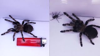 Tarantula Gigante  La Tarántula Goliath Vs Araña violinista  Arañas Increibles [upl. by Anela]