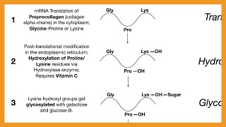 Collagen Synthesis [upl. by Notpmah]