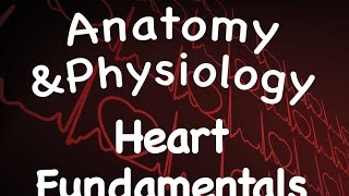 Cardiovascular System  Heart Fundamentals 1401 [upl. by Uhp318]