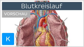 Blutkreislauf Vorschau  Anatomie des Menschen  Kenhub [upl. by Rosina]