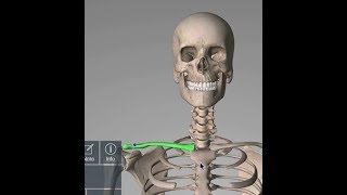 Clavicle  Why Clavicle is Called Modified Long Bone  Anatomyconcept [upl. by Karlyn]