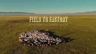 Field to Factory Greening Mongolias Cashmere Industry [upl. by Aborn128]