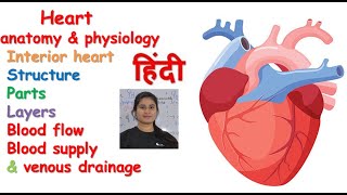 Heart anatomy amp physiology in hindi  layers  interior heart  blood supply  venous drainage [upl. by Akehsat24]