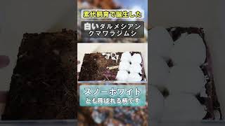 累代飼育で生まれた『白い』ダルメシアンクマワラジムシ isopods ワラダン ワラジムシ ワラジムシ shorts [upl. by Coopersmith554]