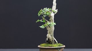 Ligustrum Ovalfolium is native to Japan [upl. by Liris]