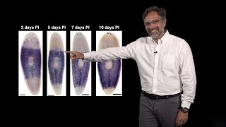 Alejandro Sánchez Alvarado Stowers HHMI 2 Regeneration Neoblasts The planarian stem cells [upl. by Lipps]