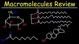 Macromolecules Review [upl. by Ferino961]