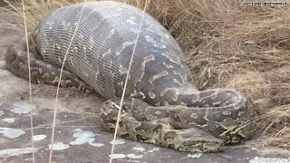 Python eats porcupine instantly regrets it [upl. by Ellirehs]