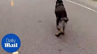 K9 dog chases thief  Daily Mail [upl. by Noroj615]