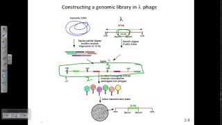 Construction of genomic library using lamda phage [upl. by Nyrmak]