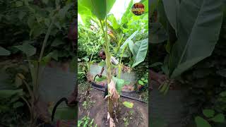 అరటి ఆకుల వ్యాపారం shorts banana youtubeshorts ytshorts farming fruitcultivation agriculture [upl. by Zachar]