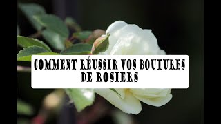 Comment réussir vos BOUTURES de ROSIERS [upl. by Iddo]