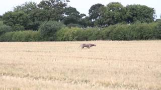 Weimaraner hunting [upl. by Alial548]