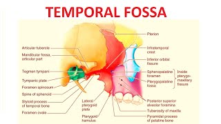 Temporal Fossa [upl. by Oak]