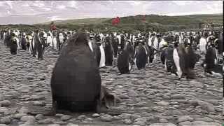 Antarctica 1  The trip of a lifetime  penguins seals icebergs amp glaciers [upl. by Etteraj]