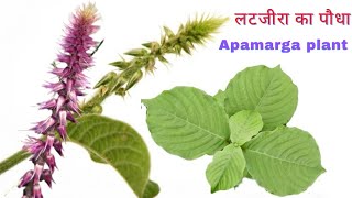 अपामार्ग की पहचान  लटजीरा के फायदे  चिरचिटा का पौधा  apamarga plant kaisa hota hai [upl. by Samuel]