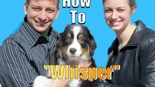 How to Teach Your Dog to Whisper [upl. by Delp110]