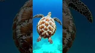 The hawksbill sea turtle Eretmochelys imbricata is a critically endangered species [upl. by Ahsilak]