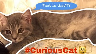 CURIOUS CAT  PERSIAN FOLD  HOPE  J M Duterte [upl. by Nuyh]