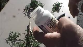 Propagating an Emerald Green Arborvitae from Cuttings [upl. by Fonville]